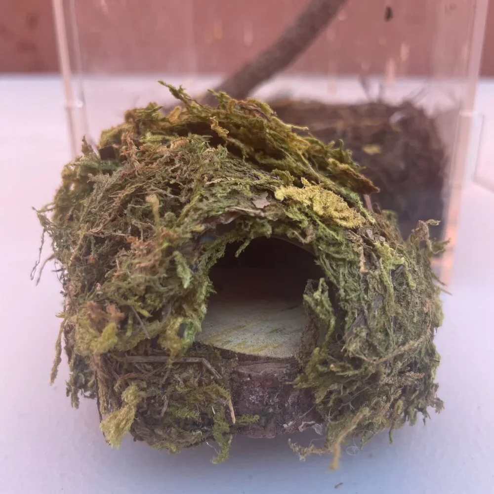 Hanging Moss Hide Spiders Jumping Spiders Insects Magnetic Stays on Enclosure